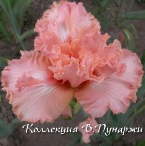 розовая ракушка